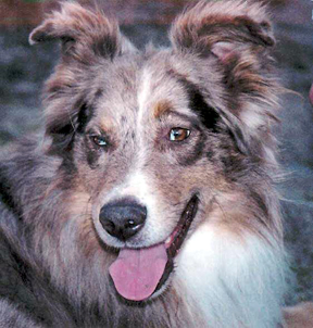 Toy Australian Shepherd Sophie - RL Valley Ranch Aussies - Ohio Puppies